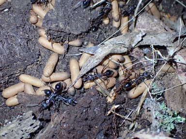 Myrmecia forficata photo 111