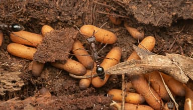 Myrmecia forficata photo 114