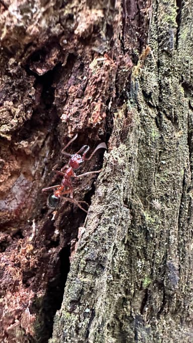 Myrmecia forficata photo 118