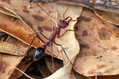 Myrmecia forficata photo 121