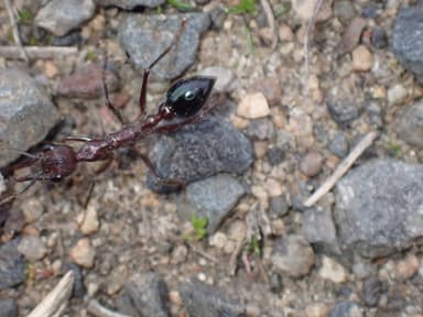 Myrmecia forficata photo 134