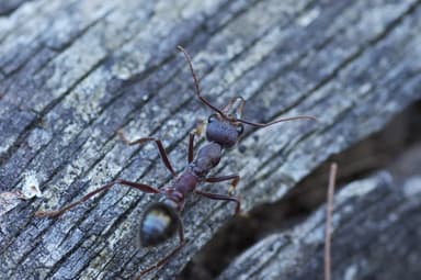 Myrmecia forficata photo 135