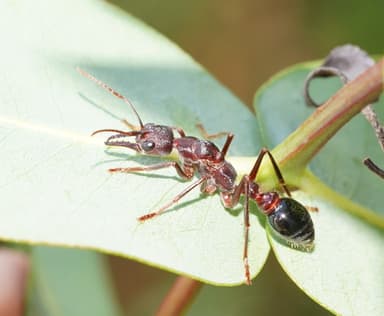 Myrmecia forficata photo 136