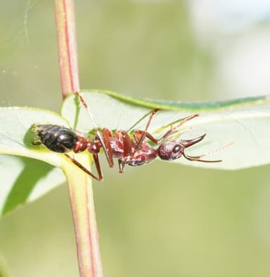 Myrmecia forficata photo 138