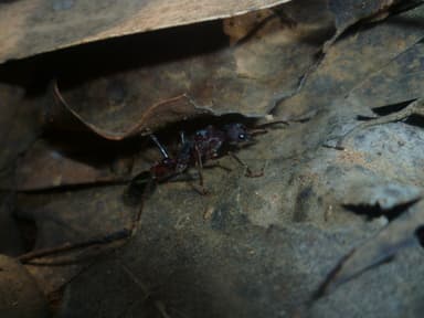 Myrmecia forficata photo 140