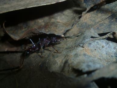 Myrmecia forficata photo 141