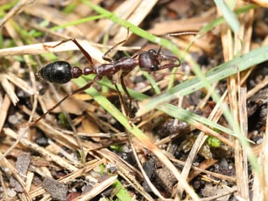 Myrmecia forficata photo 19