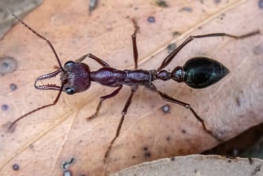 Myrmecia forficata photo 20