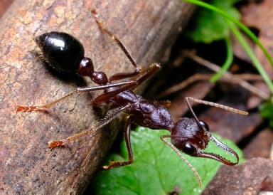 Myrmecia forficata photo 21