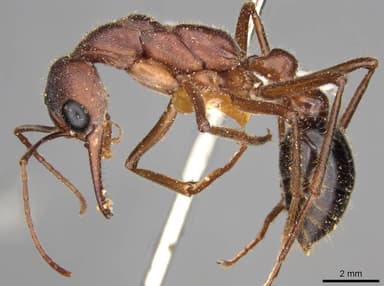 Myrmecia forficata photo 22