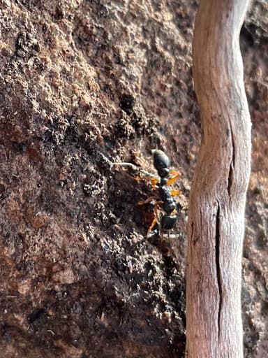 Myrmecia fulvipes photo 5