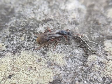 Myrmecia fulvipes photo 33