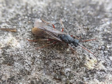 Myrmecia fulvipes photo 34