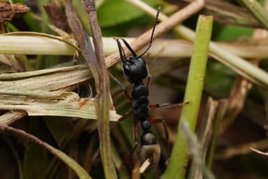 Myrmecia fulvipes photo 42