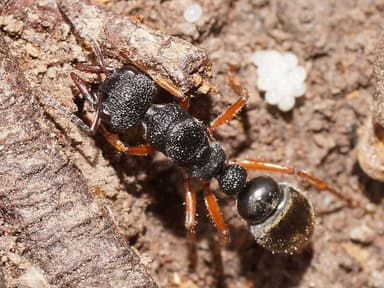 Myrmecia fulvipes photo 46