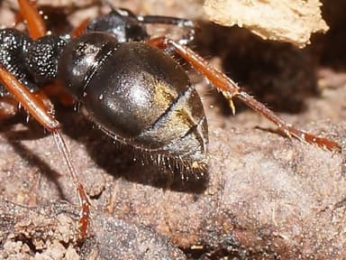 Myrmecia fulvipes photo 47