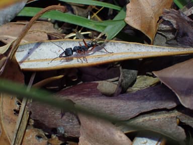 Myrmecia fulvipes photo 49