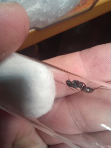 Myrmecia fulvipes photo 56