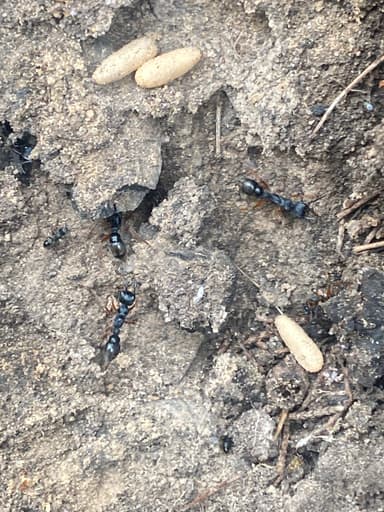 Myrmecia fulvipes photo 66