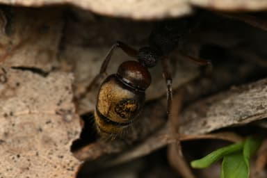 Myrmecia fulvipes photo 72
