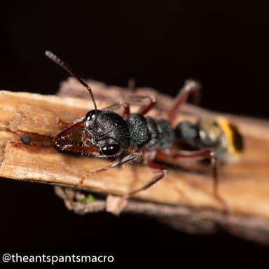 Myrmecia fulvipes photo 77