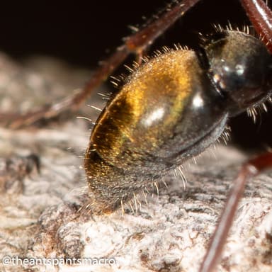 Myrmecia fulvipes photo 78