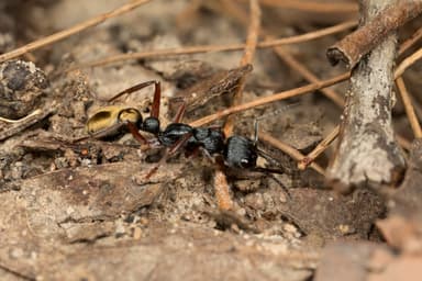Myrmecia fulvipes photo 80