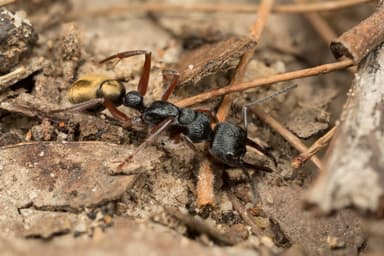 Myrmecia fulvipes photo 81