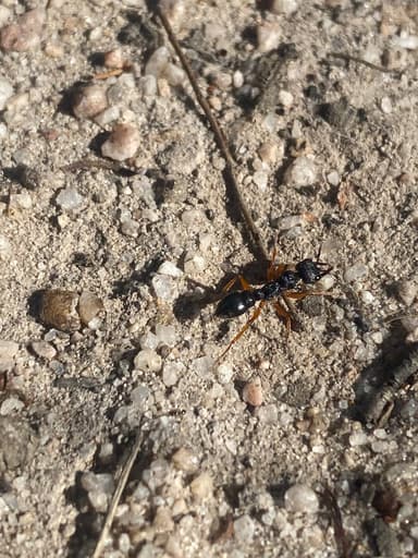 Myrmecia fulvipes photo 85