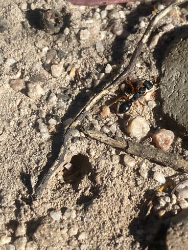 Myrmecia fulvipes photo 86