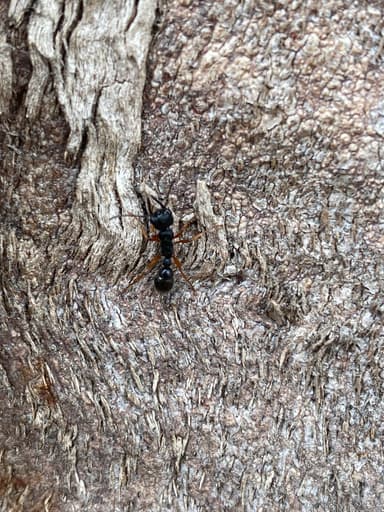 Myrmecia fulvipes photo 91