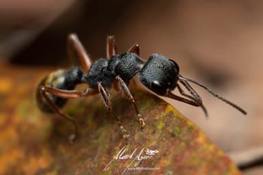 Myrmecia fulvipes photo 93