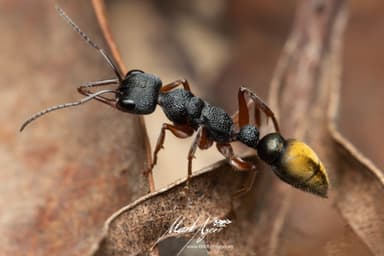 Myrmecia fulvipes photo 97
