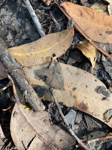 Myrmecia fulvipes photo 101