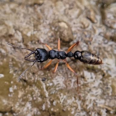 Myrmecia fulvipes photo 102