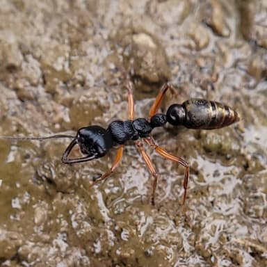 Myrmecia fulvipes photo 104