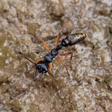 Myrmecia fulvipes photo 105