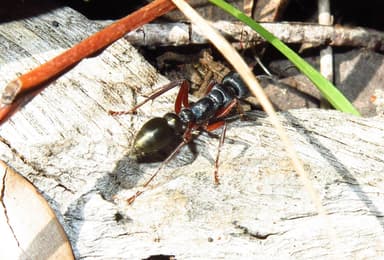 Myrmecia fulvipes photo 107