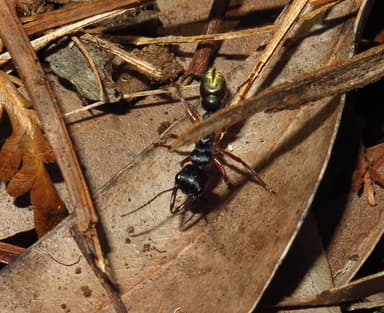 Myrmecia fulvipes photo 108