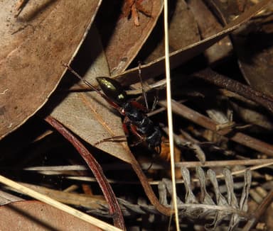 Myrmecia fulvipes photo 109