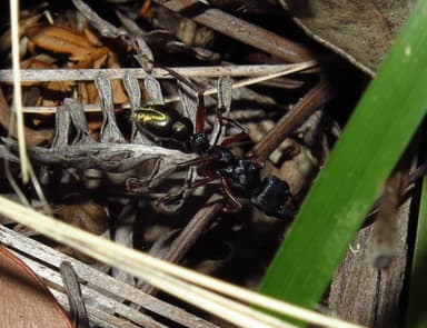 Myrmecia fulvipes photo 110