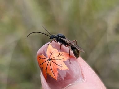 Myrmecia fulvipes photo 129