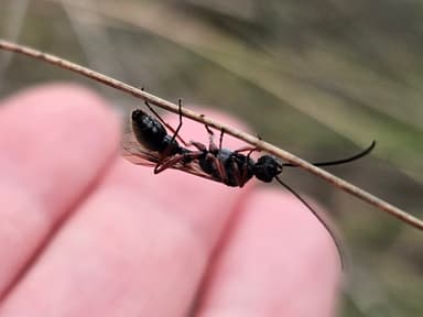 Myrmecia fulvipes photo 130