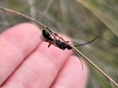 Myrmecia fulvipes photo 131