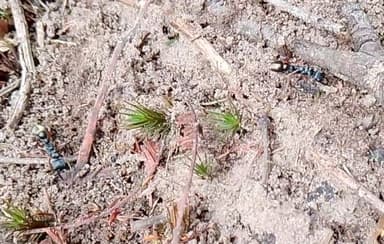 Myrmecia fulvipes photo 133