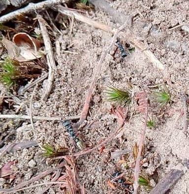 Myrmecia fulvipes photo 134