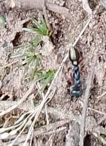 Myrmecia fulvipes photo 137