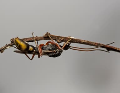 Myrmecia fulvipes photo 138