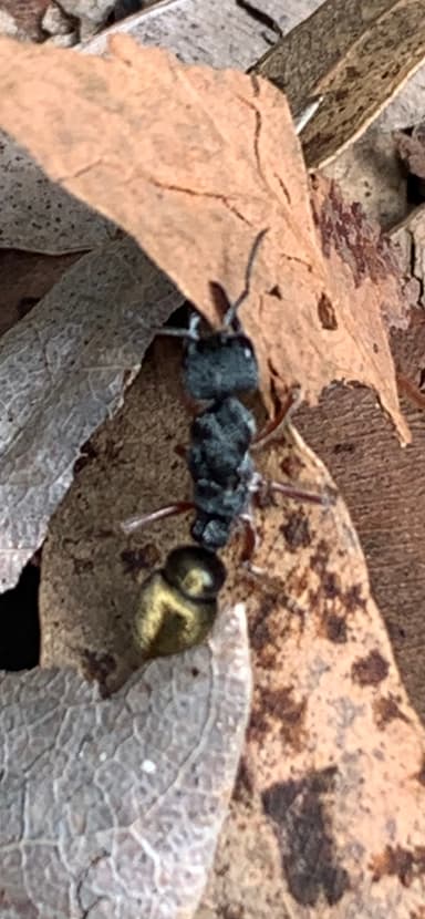 Myrmecia fulvipes photo 141