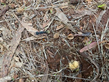 Myrmecia fulvipes — colony photo 146